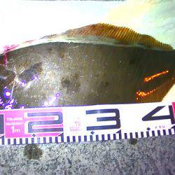 浜、湾内ともに連日アオリイカ、ヒラメ、モンゴウ、タコその他